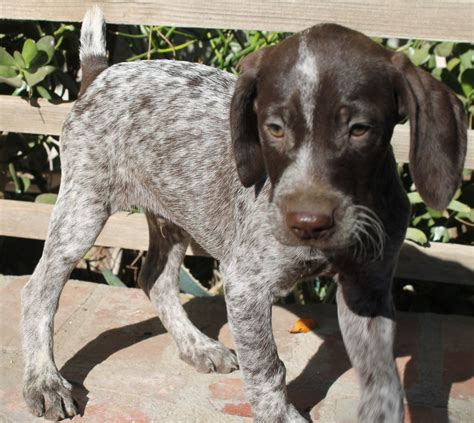 german shorthaired pointer for sale in california